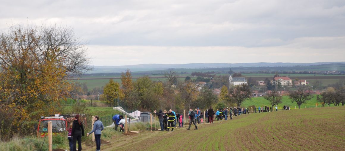 Tvarožná _ 2022 _ III. třešňová alej